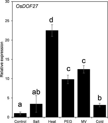 Intrinsically disordered protein, DNA binding with one finger transcription factor (OsDOF27) implicates thermotolerance in yeast and rice